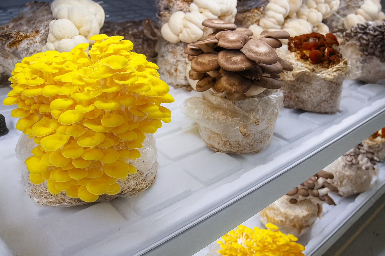 Organic gourmet mushrooms