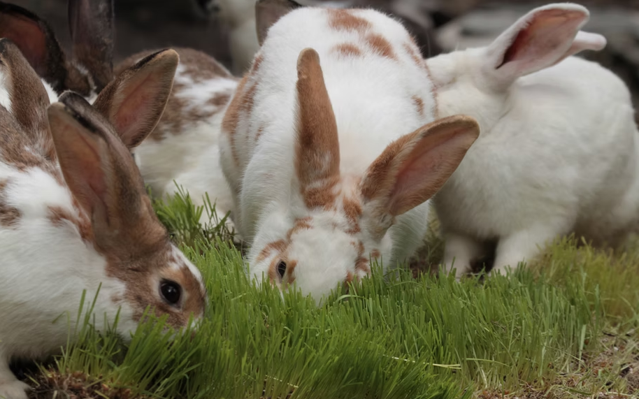New Zealand Rabbits