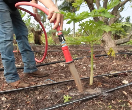 Watering with worm tea