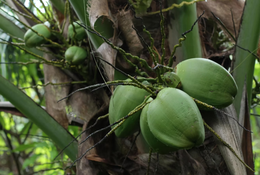 Organic fruit harvest