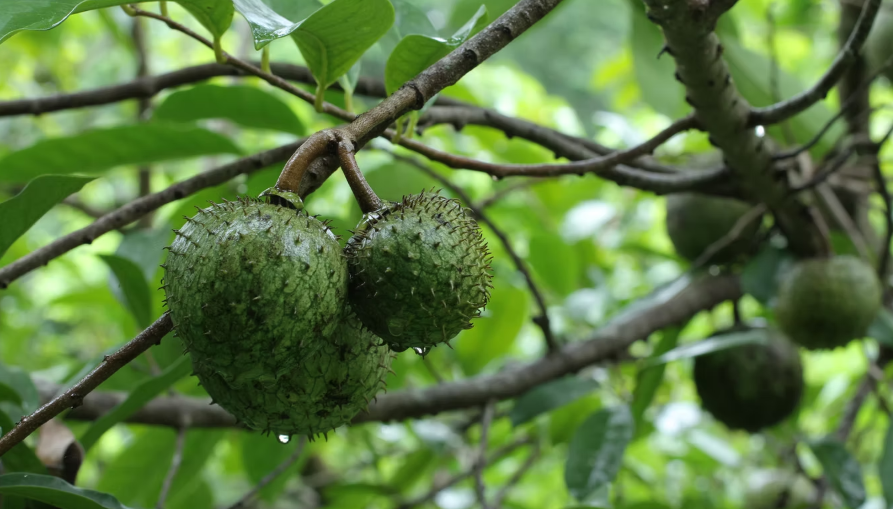 Fresh subtropical fruits