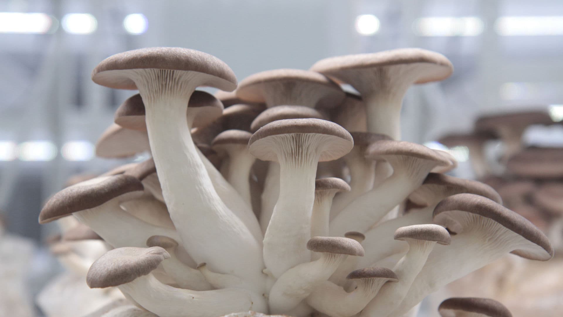 Black King Oyster Mushrooms