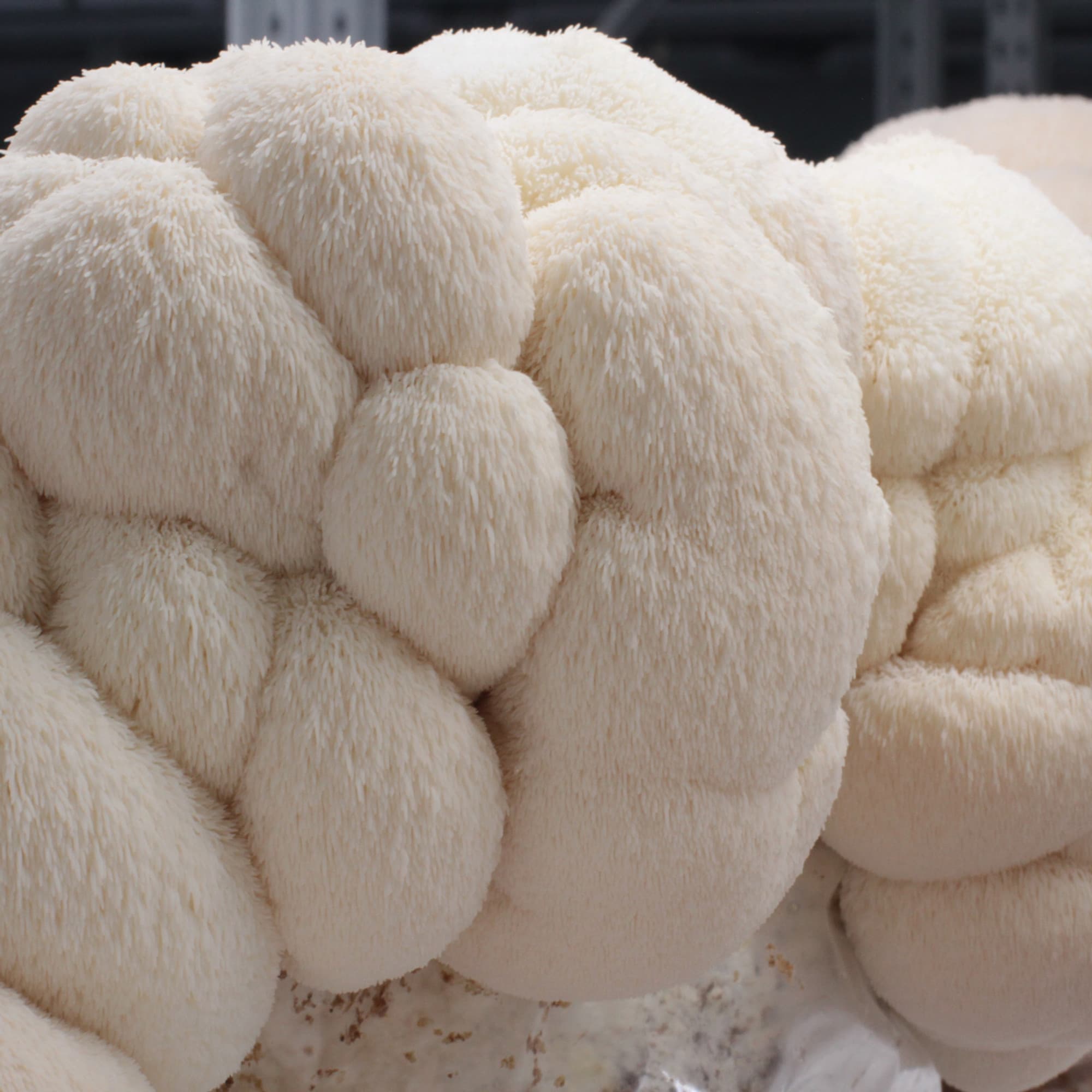 Lion's Mane Mushrooms